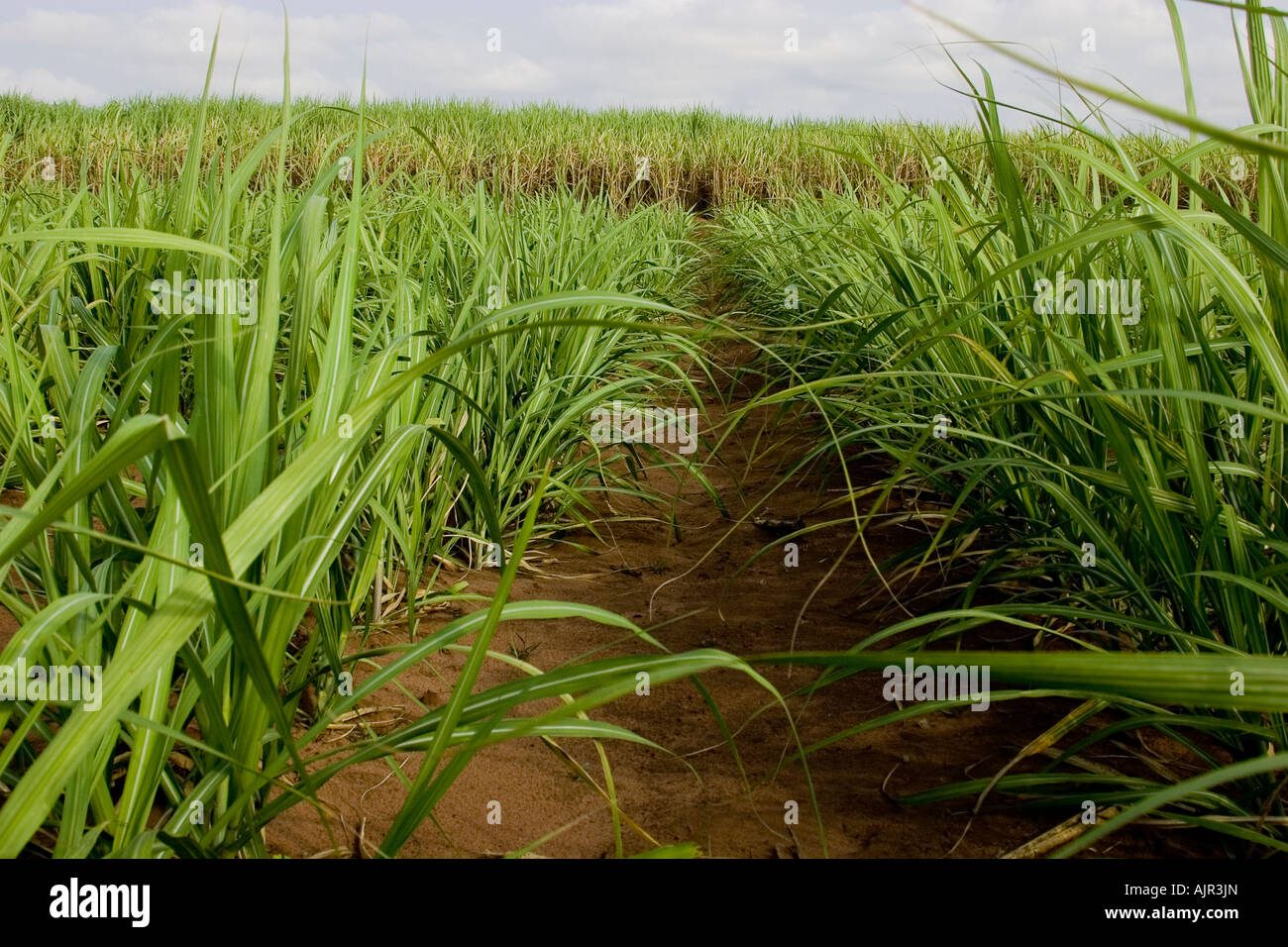 Plantación de caña de azúcar en el estado de Sao Paulo en Brasil Foto de stock