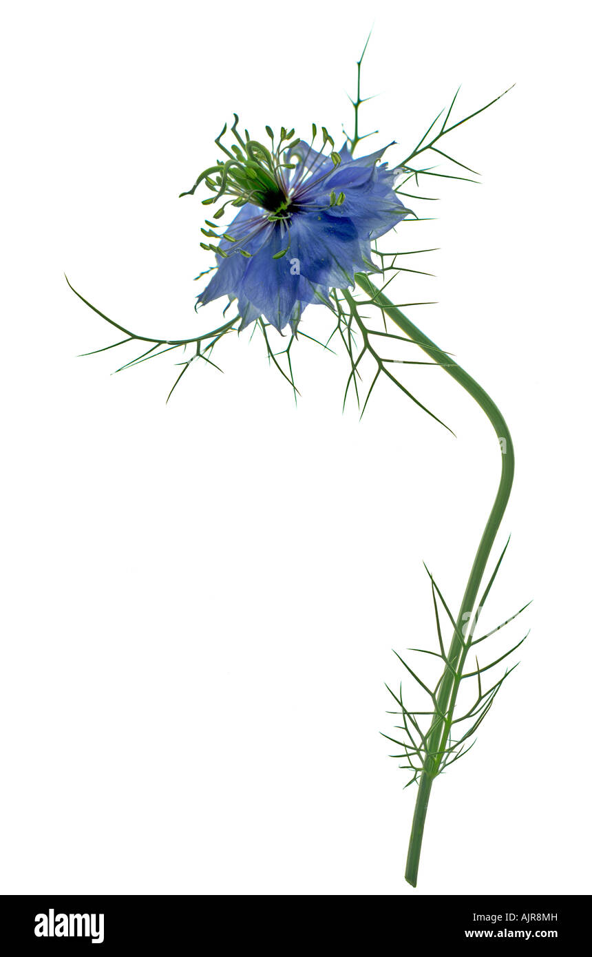 Vástago de una sola flor nigella azul contra un fondo blanco. Foto de stock