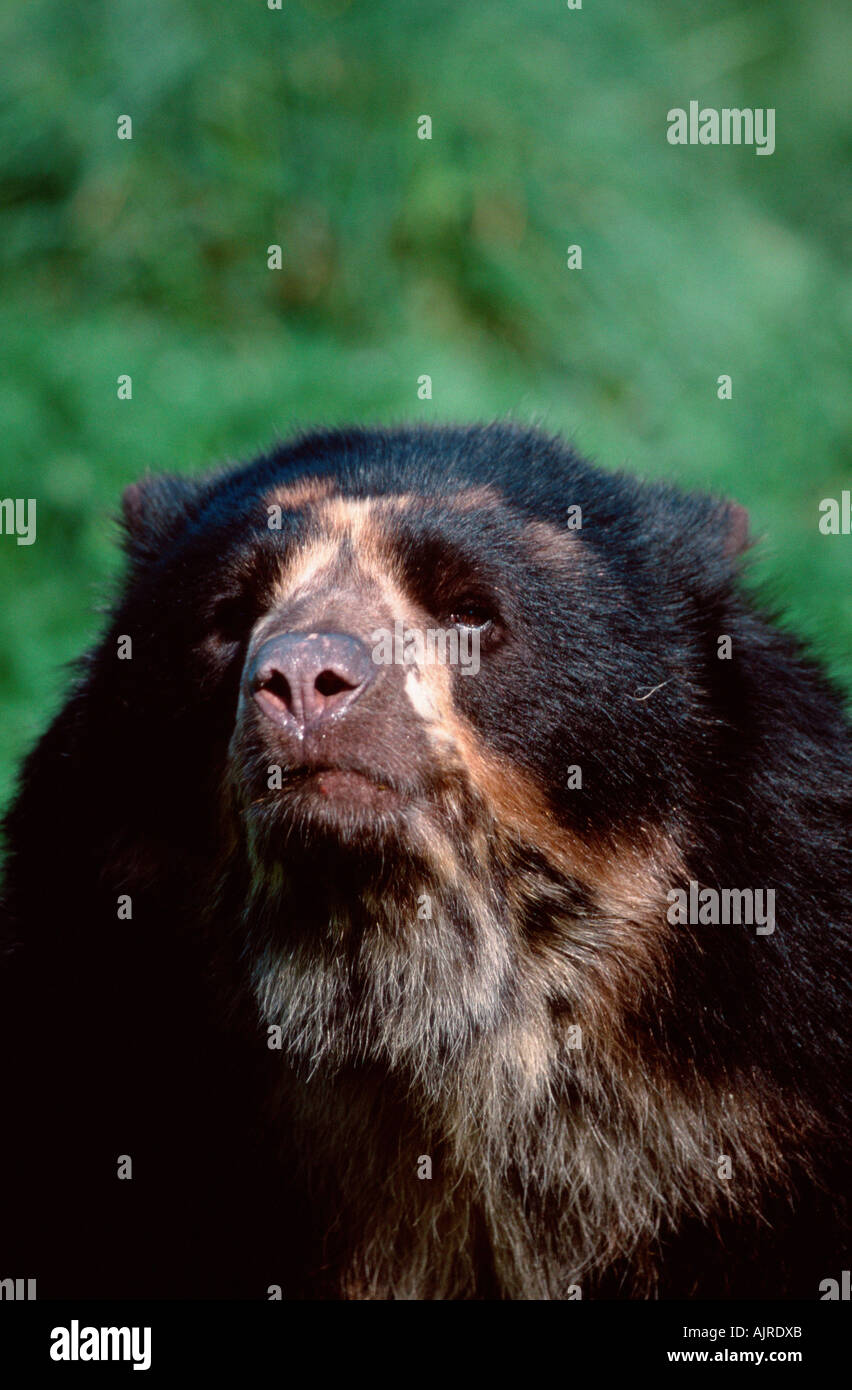 Oso andino cabeza fotografías e imágenes de alta resolución - Alamy Oso andino cabeza fotografías e imágenes de alta resolución - Alamy