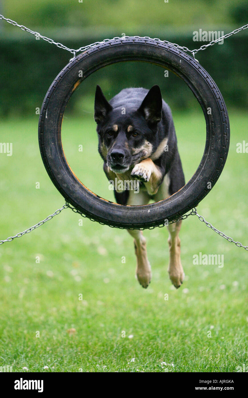 Perro Pastor Alemán saltar a través de la agilidad de neumáticos Fotografía  de stock - Alamy