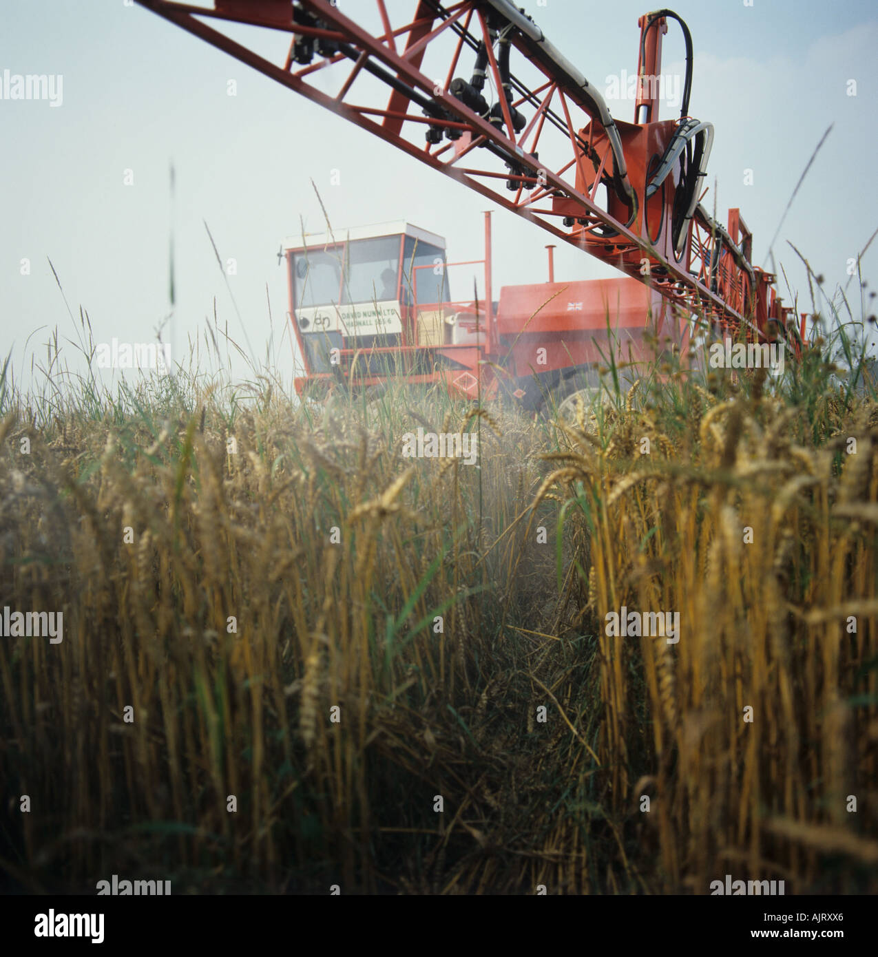 Sam pulverizador glifosato en cultivos de trigo antes de la cosecha para el control de hierba de camilla Foto de stock