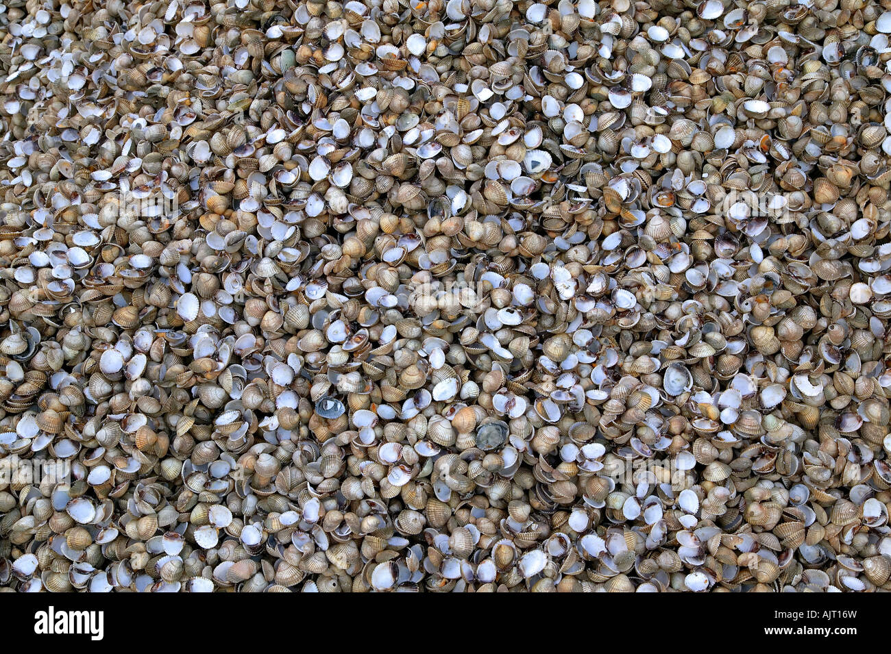 Miles de conchas de mar intentar contar con todos ellos Foto de stock