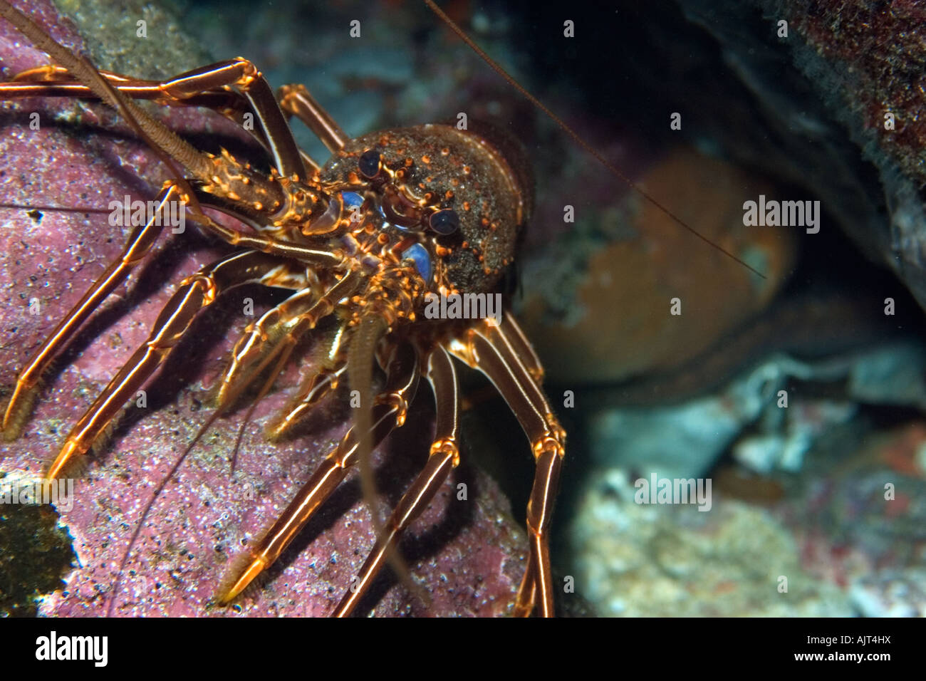 Brown LANGOSTA PANULIRUS echinatus San Pedro y san Pablo, Brasil rocas Océano Atlántico Foto de stock
