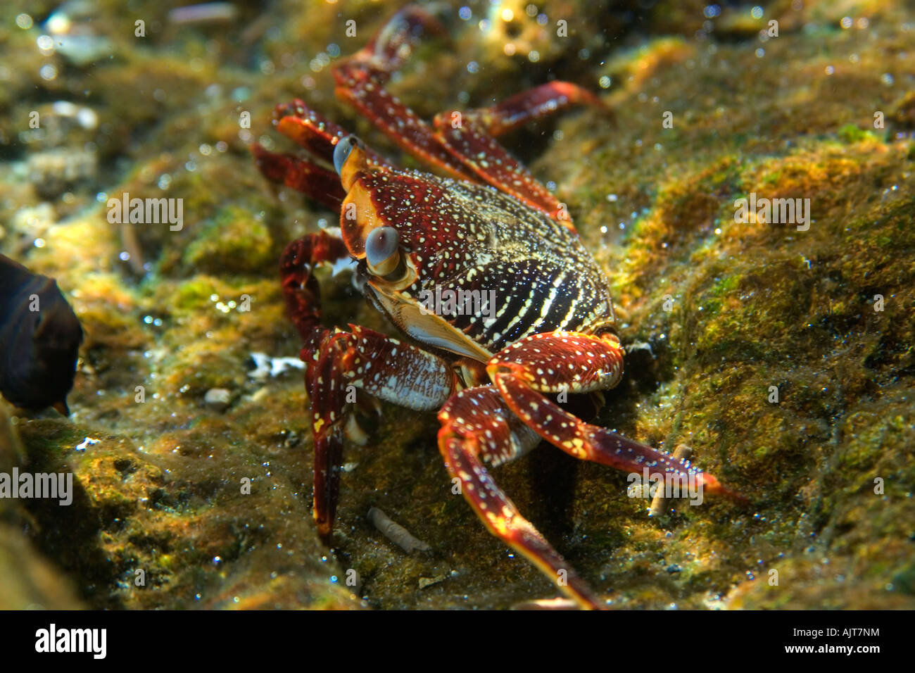 Cangrejo Grapsus grapsus de roca roja de San Pedro y san Pablo, Brasil rocas Océano Atlántico Foto de stock