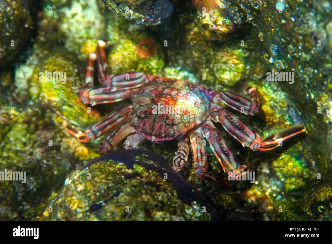Cangrejo de mareas Plagusia depressa San Pedro y san Pablo, Brasil rocas Océano Atlántico Foto de stock