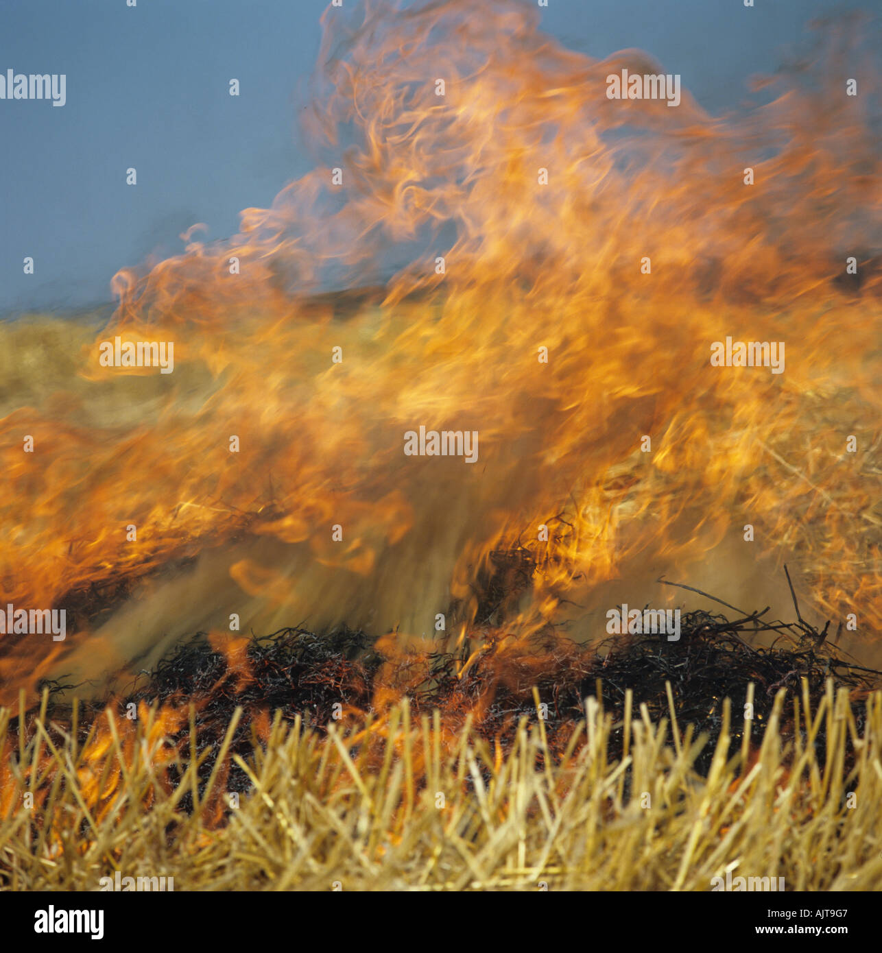 Las llamas de la quema de paja después de una cosecha de cereales ahora prohibido en la CEE Foto de stock
