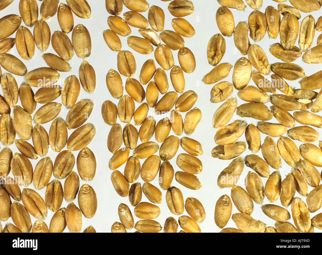 La calidad del grano del trigo en grano rollizo grande izquierda pequeña regordeta y encogimiento del grano derecho Foto de stock