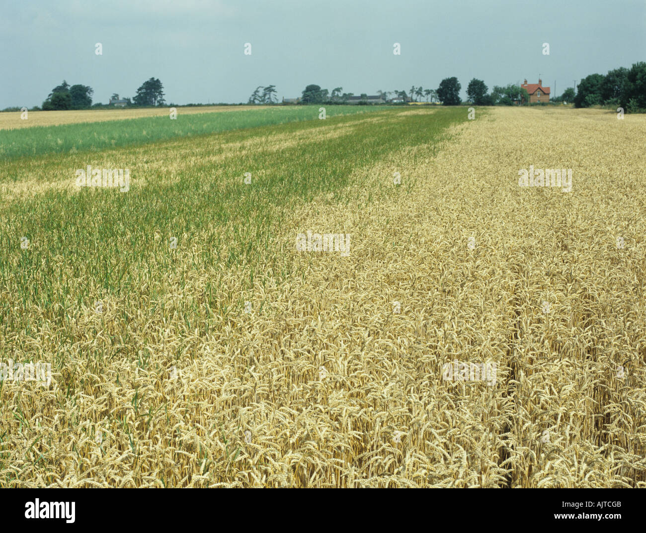 Trigo maduro comparación de control de la camilla en la zona tratada en la cosecha del año anterior Foto de stock