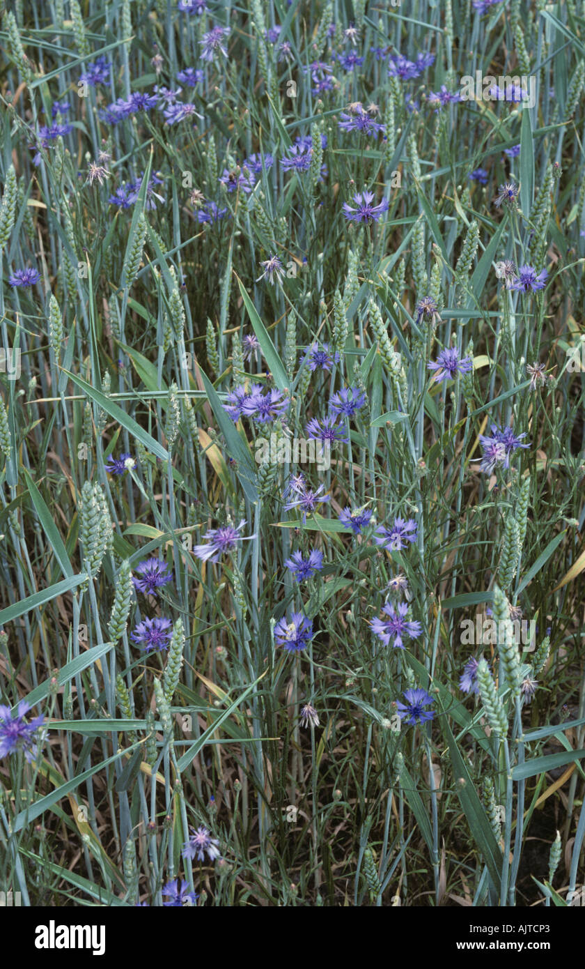 Acianos Centaurea cyanus floración en un cultivo de trigo en espiga Foto de stock