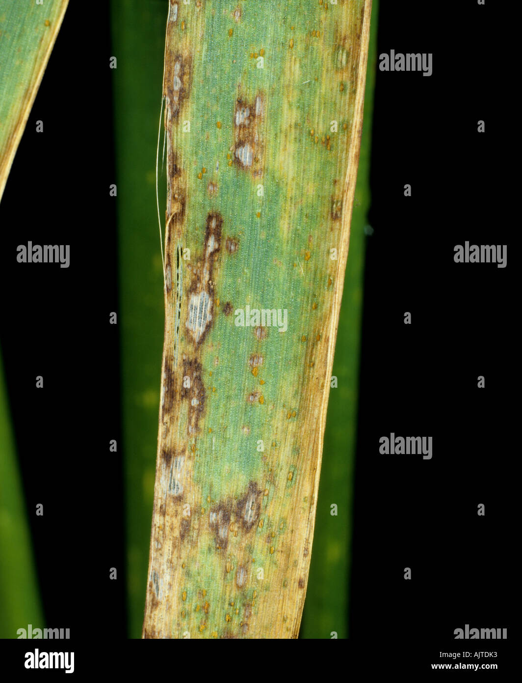 Lesiones necróticas antiguas de la mancha de halo (Pseudseptoria donacis) en una hoja de cebada