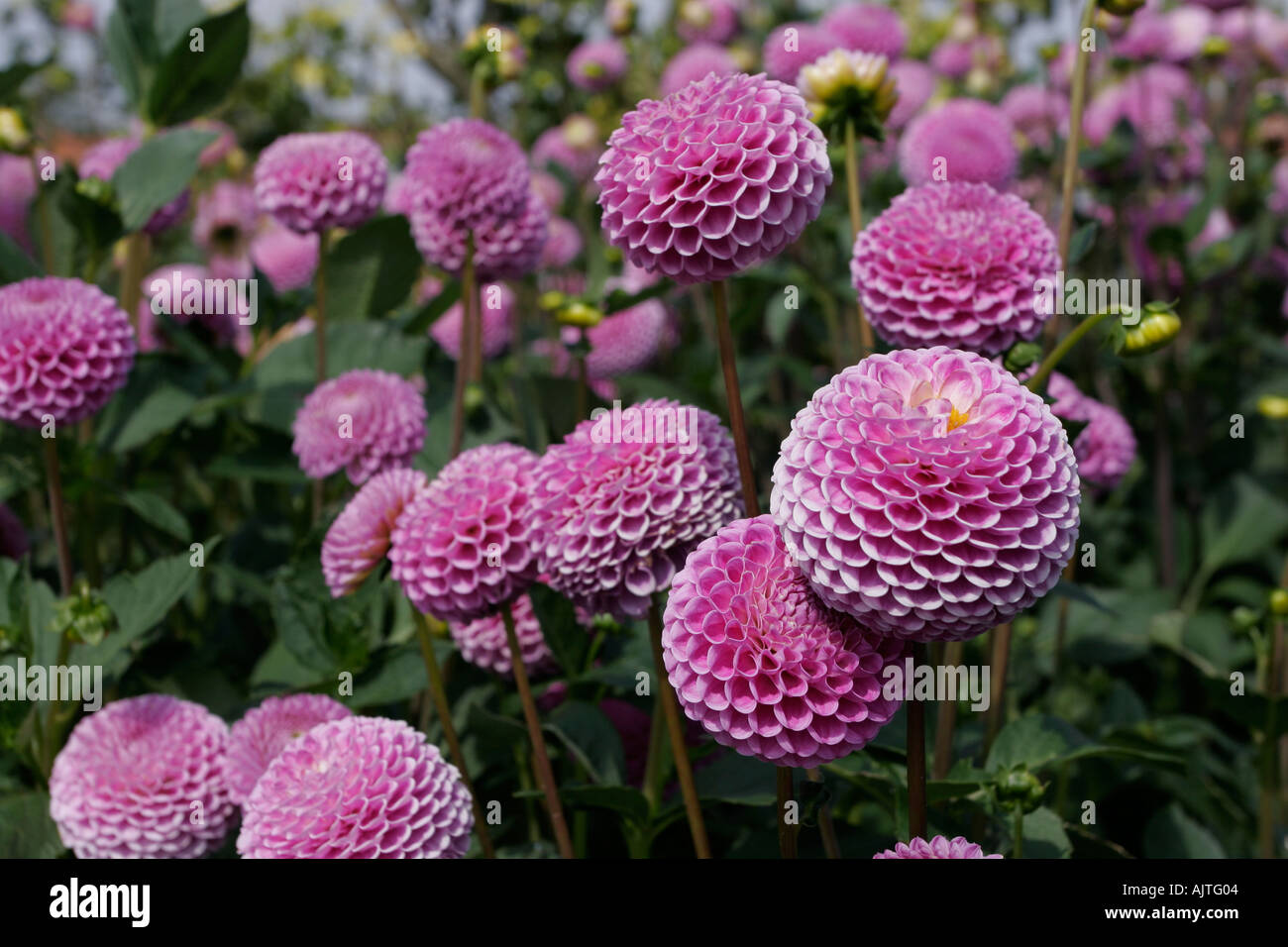 Dalia el cultivo de flores en el jardín Fotografía de stock - Alamy