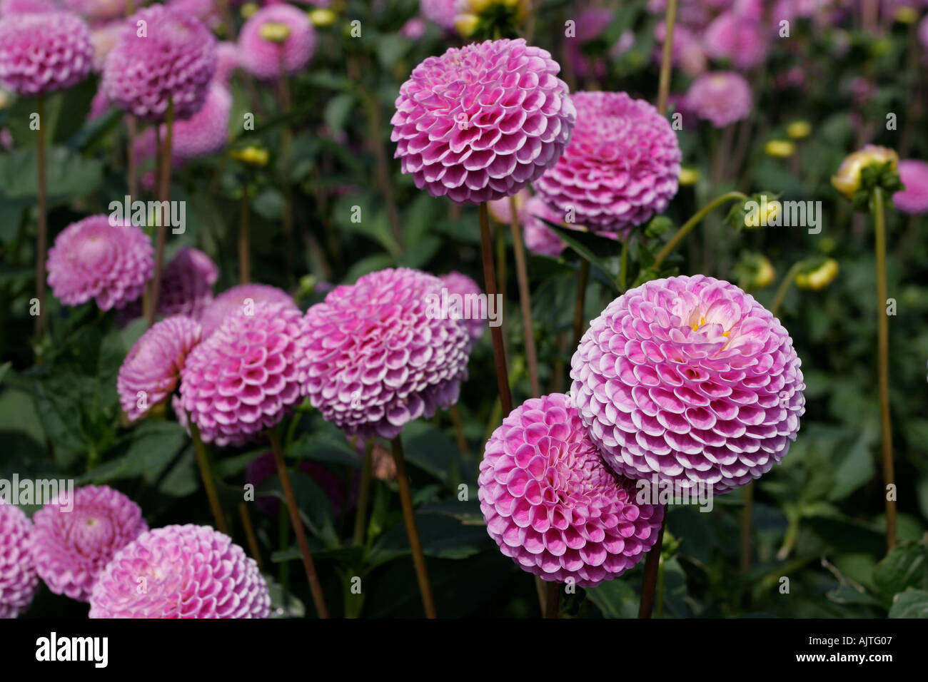 Dalia el cultivo de flores en el jardín Fotografía de stock - Alamy