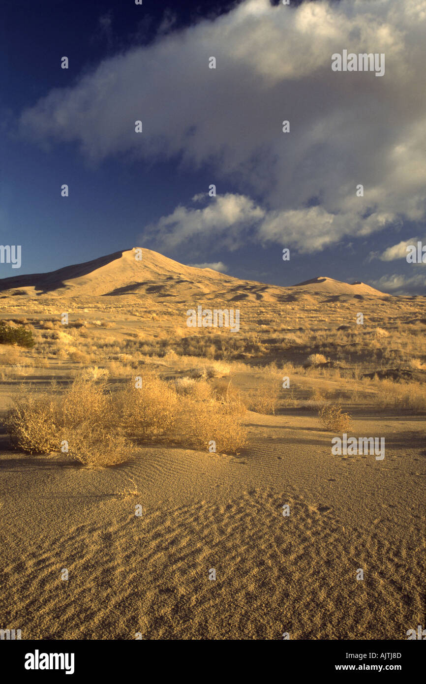 Apache Plume (Fallugia paradojas) arbusto, Kelso Dunes al amanecer, Mojave National Preserve, California, EE.UU Foto de stock
