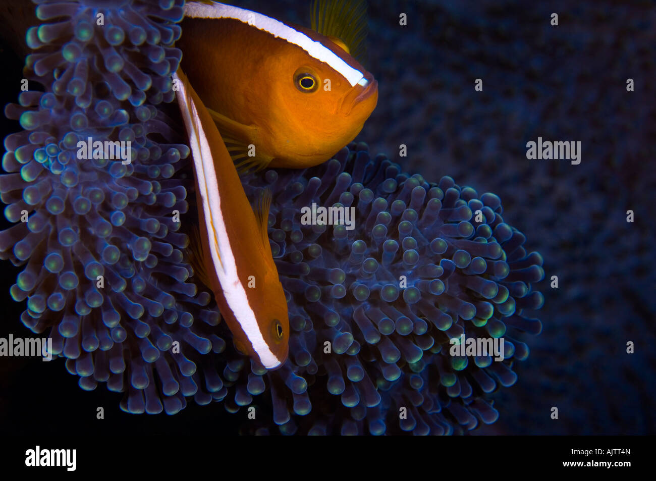 Orange Anemonefish Amphiprion sandaracinos Célebes Mar Banda Indonesia Foto de stock
