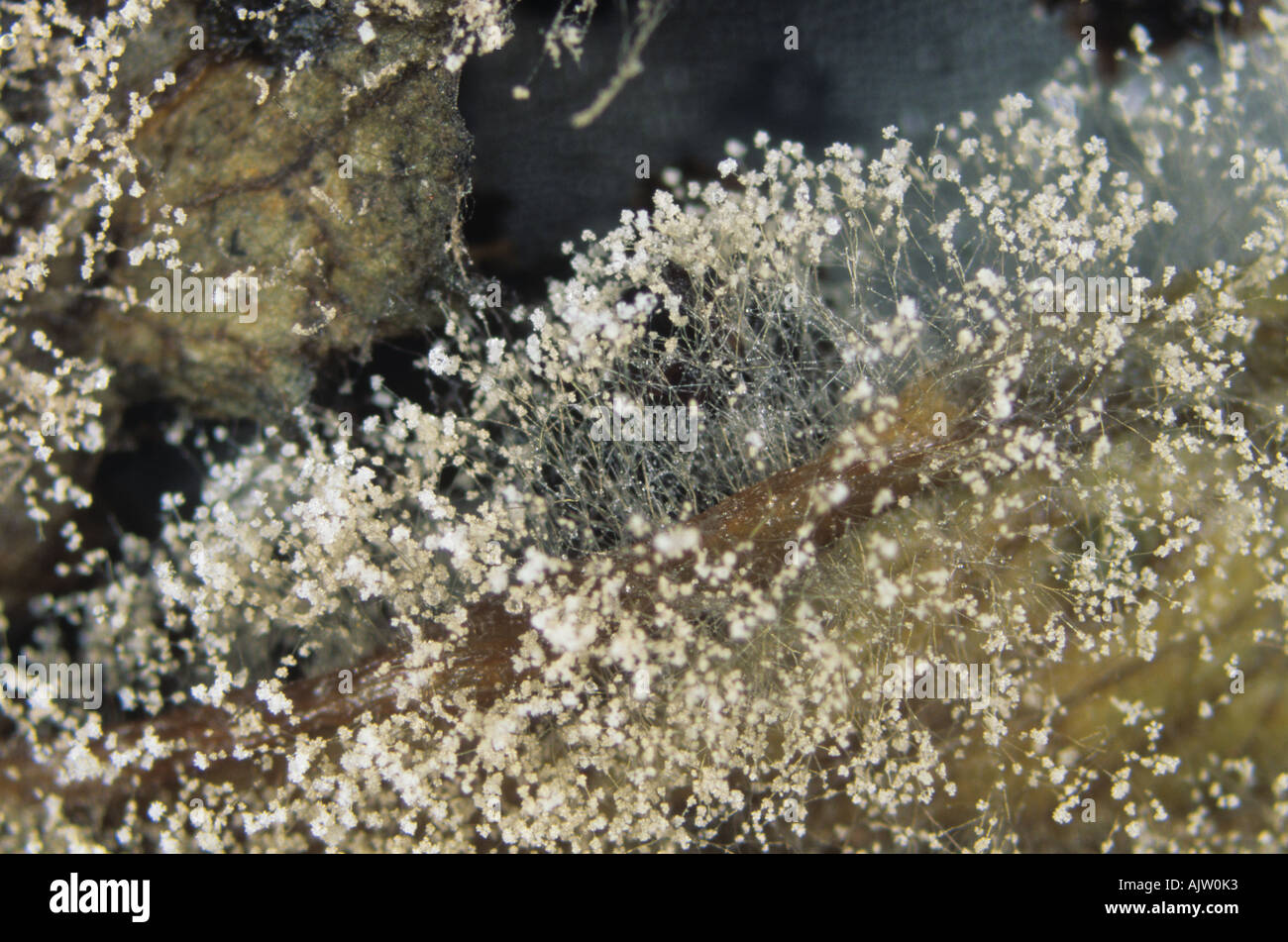 El moho gris Botrytis cinerea micelio sporulating sobre lechuga Foto de stock
