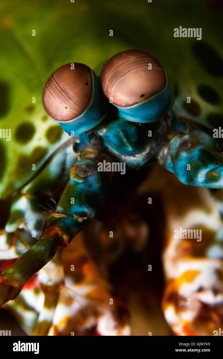 airline bolsagage rules