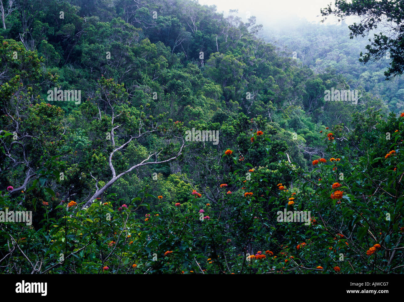 Bosque húmedo tropical, bosque lluvioso, Kokee State Park, la isla de Kauai, Hawaii con Koa, Acacia koa, árboles Foto de stock