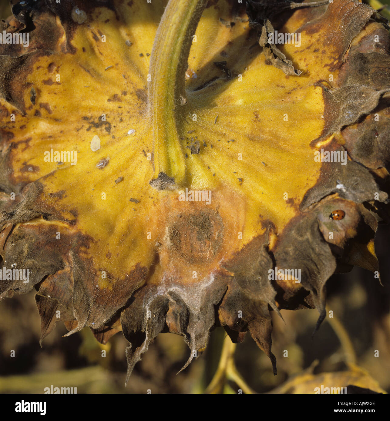 El moho gris Botrytis cinerea micelio formando un cáliz de flor de girasol Francia Foto de stock