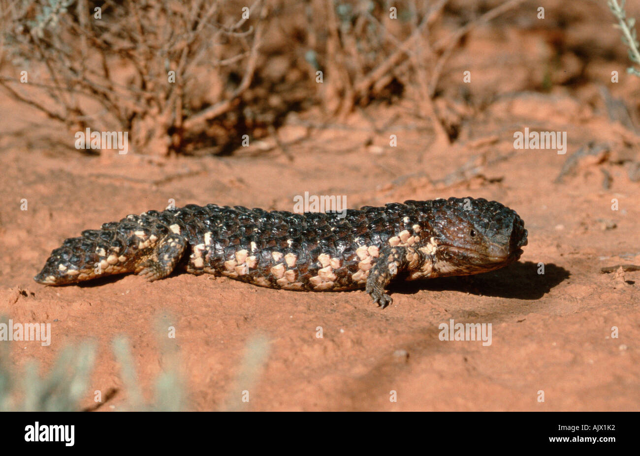 Skink de dos cabezas fotografías e imágenes de alta resolución Alamy