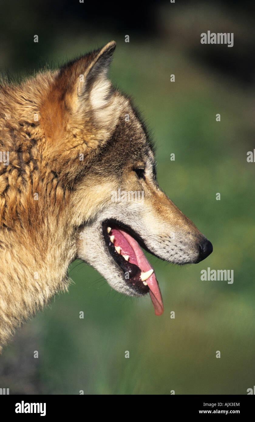 Wolf Porträt Canis lupus | retrato de lobo Canis lupus Foto de stock