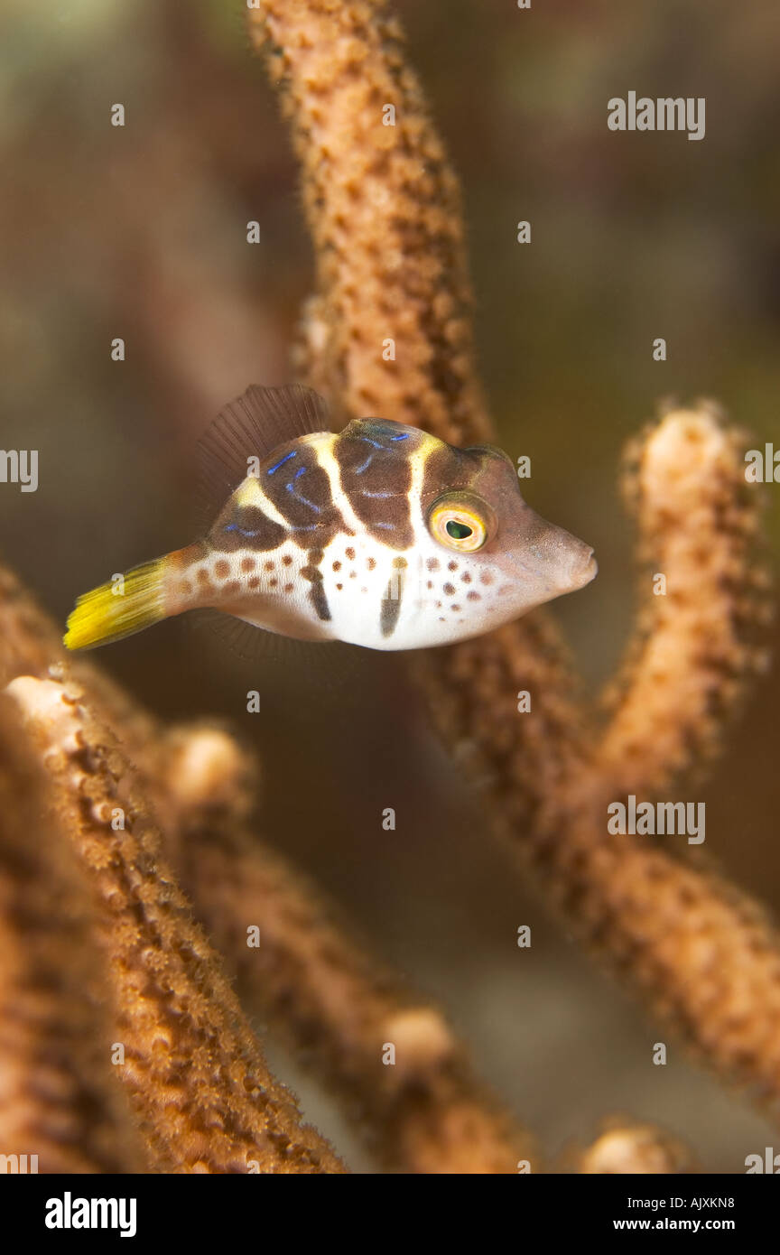 Los menores imitan Paraluteres prionurus Filefish Yap Micronesia Océano Pacífico Foto de stock