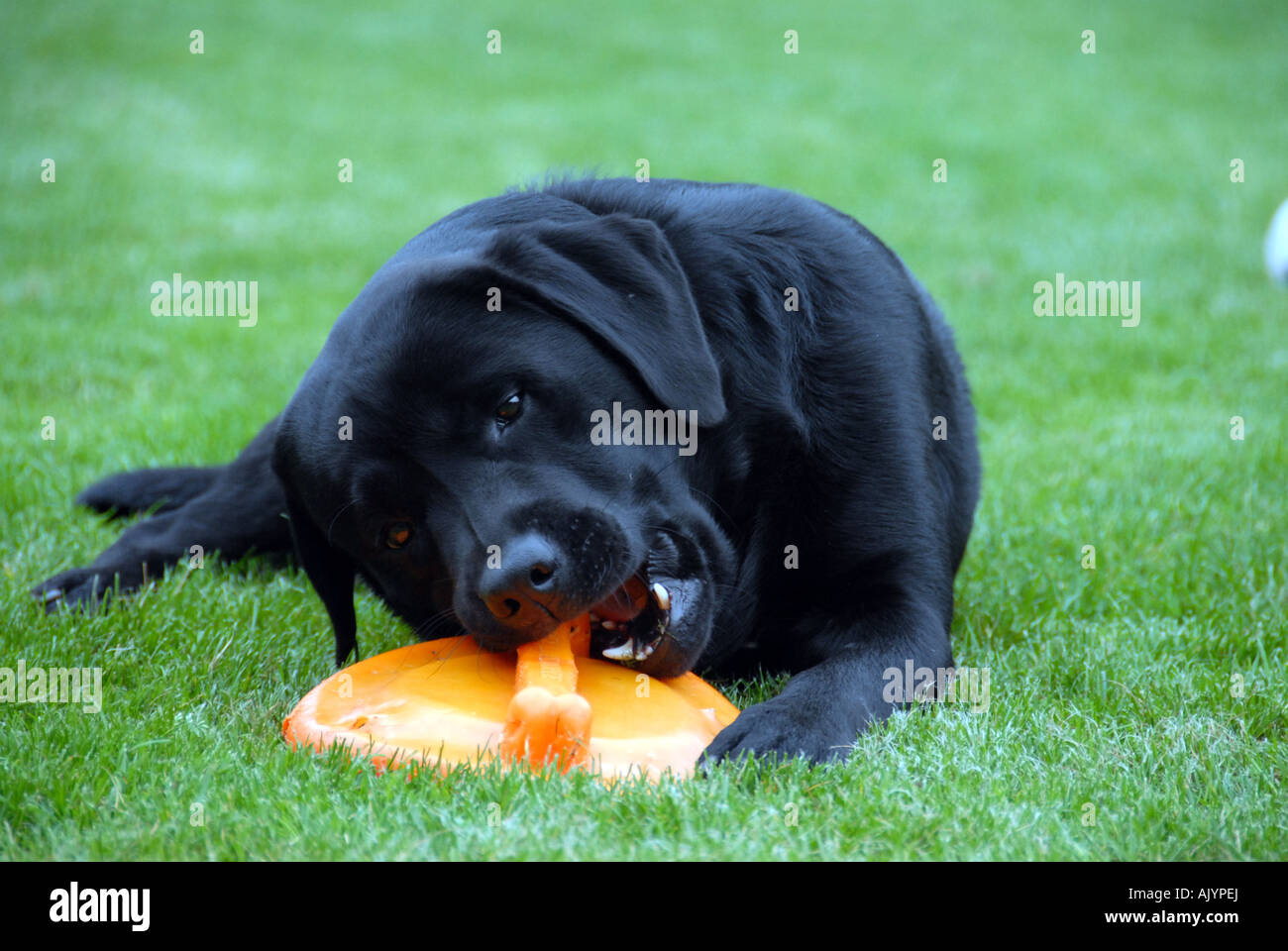 Labrador retriever jugando con el frisbee Foto de stock