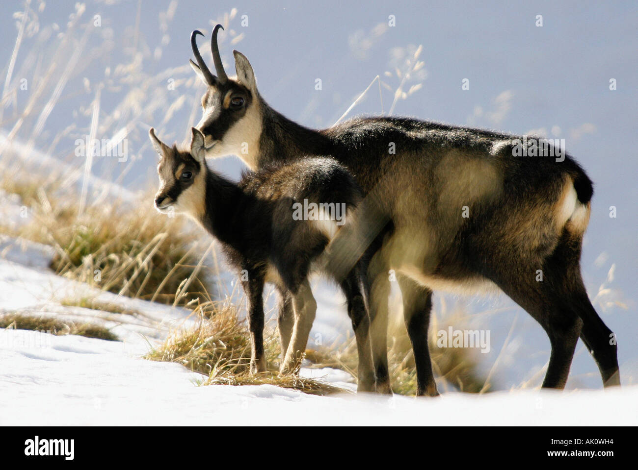 Gamuza / Gemse / Gaemse Foto de stock