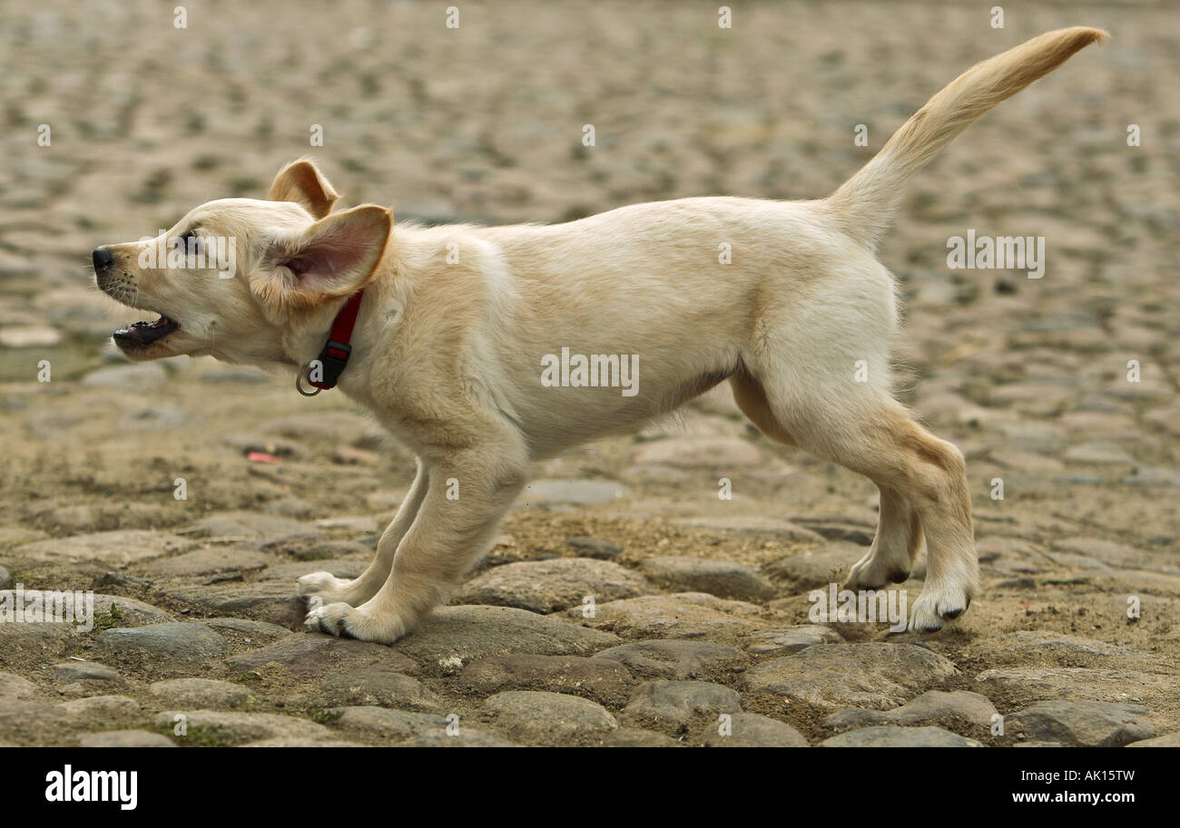 Golden Retriever - cachorros de perro ladrando Fotografía de stock - Alamy