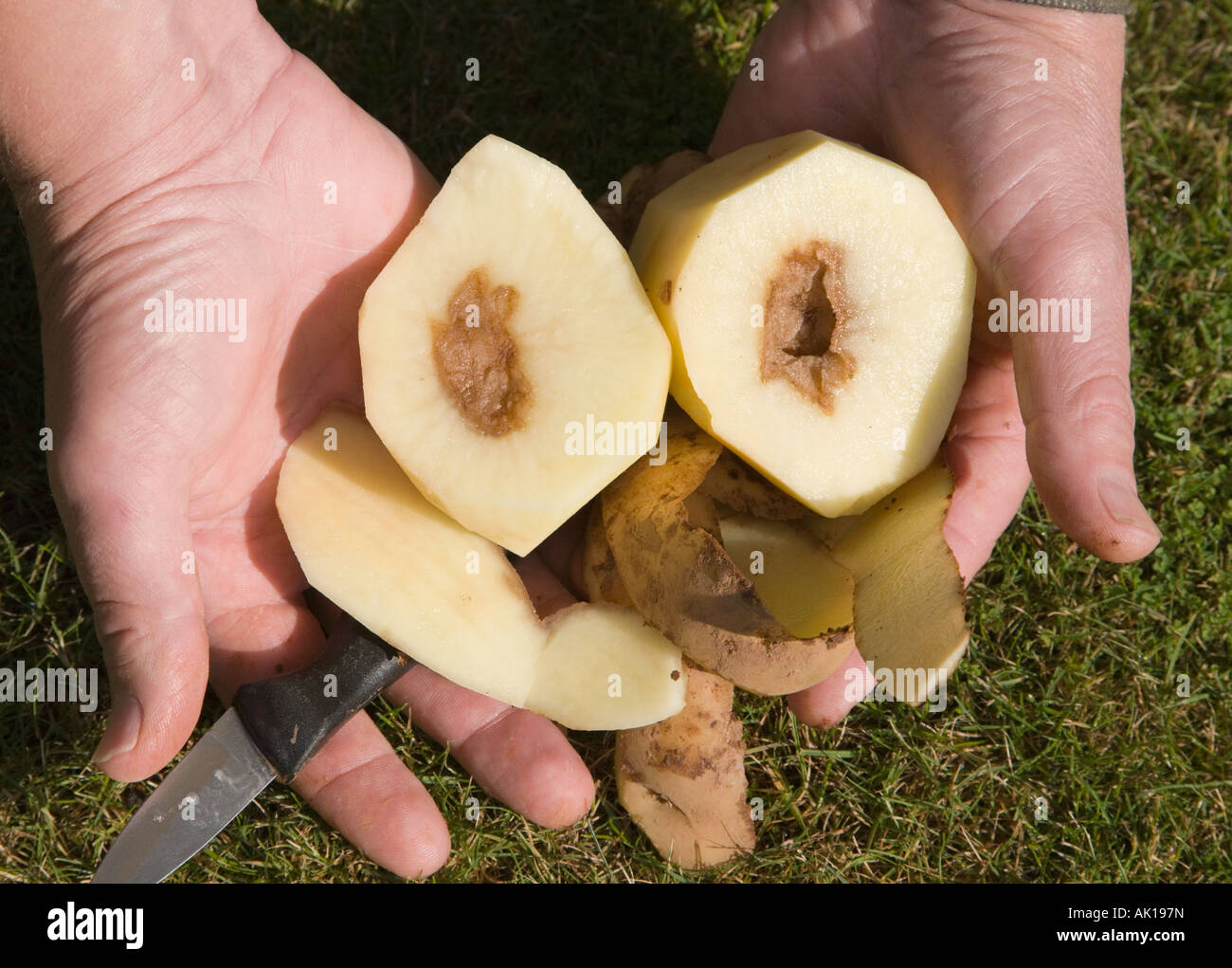 Podrido patatas cortadas por la mitad. Trastorno conocido como 'brown