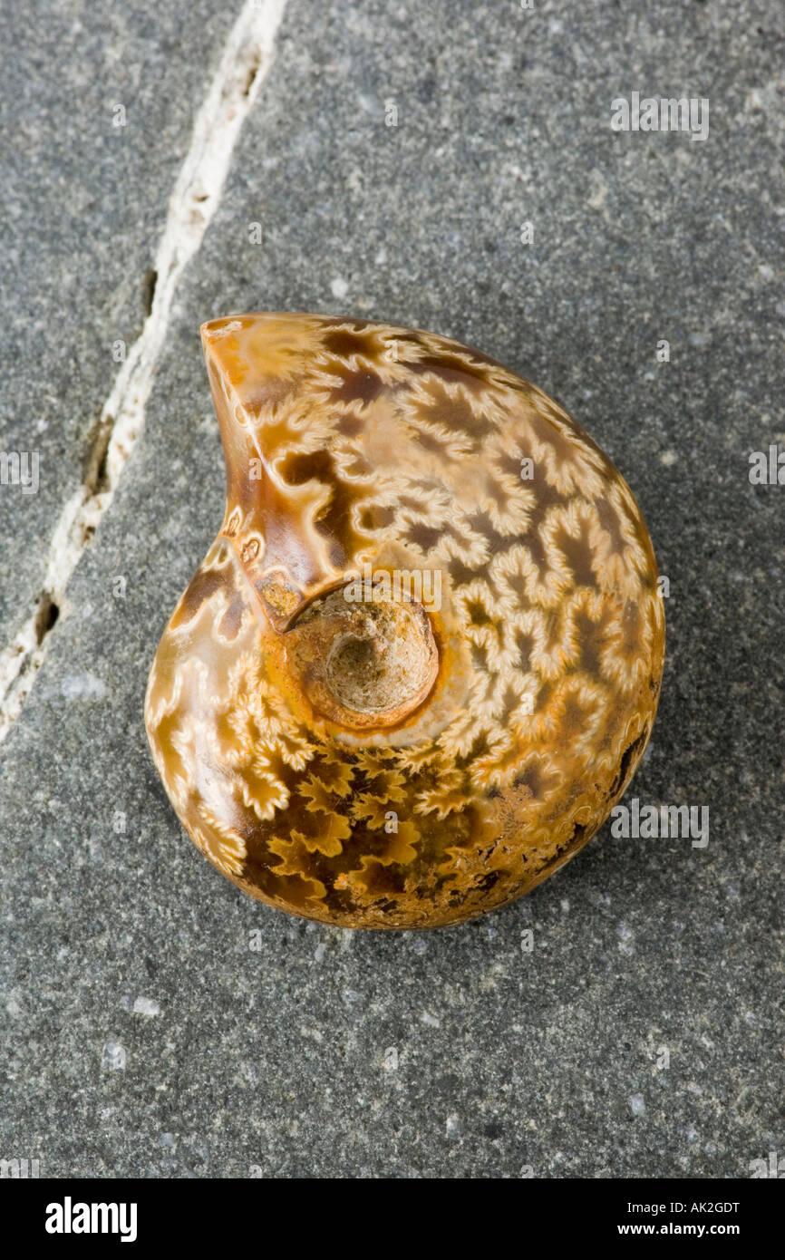 Pulido de fósiles de ammonites de Madagascar, mostrando las suturas Foto de stock