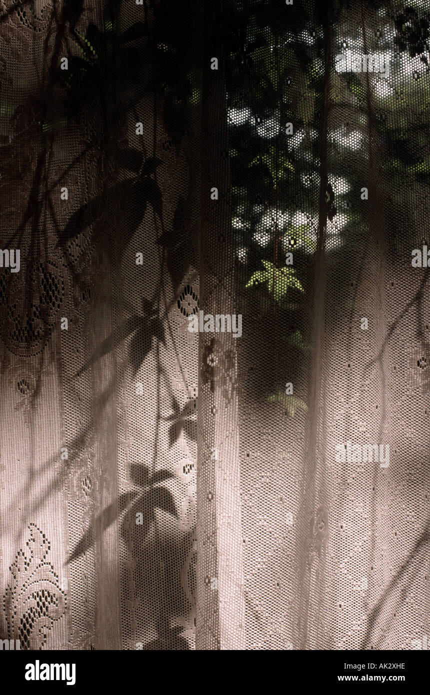 Cortinas de encaje con sombras de hojas de vid Foto de stock