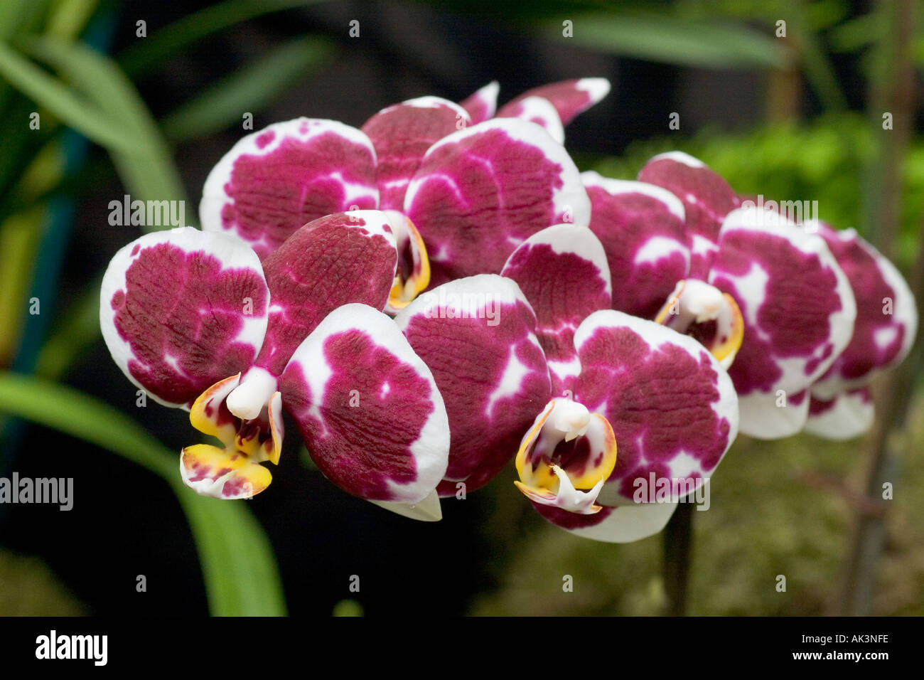 Orquidea Phalaenopsis I Hsin Pantera Negra Fotografía de stock - Alamy