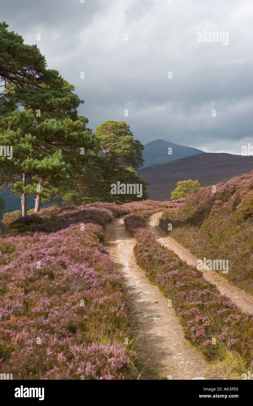 Páramos escoceses de brezo púrpura y pinos de Caledonia en Mar Lodge Estate, Braemar Cairngorms National Park Escocia Reino Unido Foto de stock