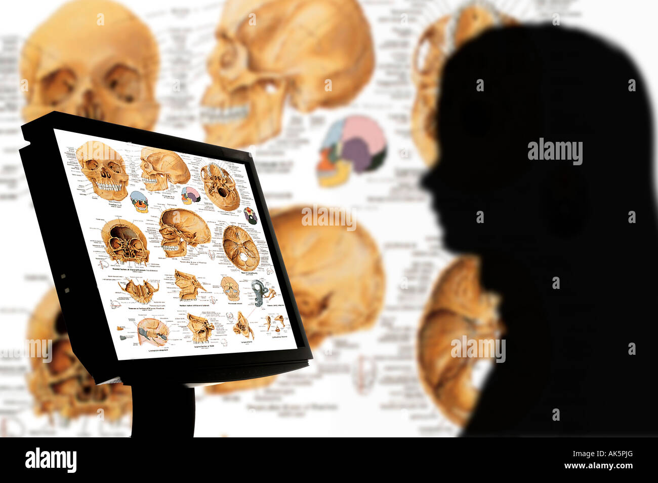 Estudiante de antropología de esqueletos y cráneos en monitor de ordenador Foto de stock