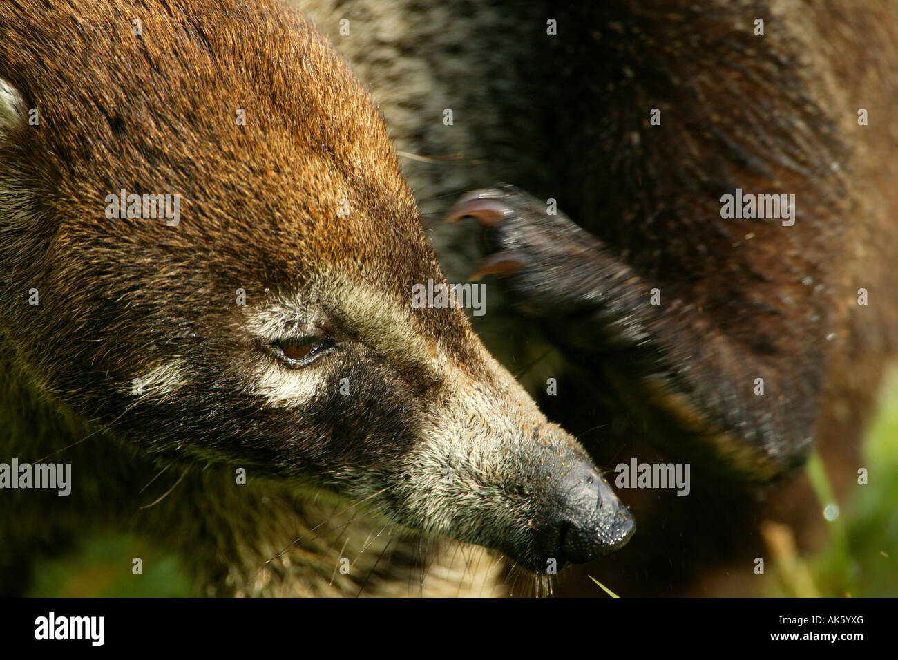Pico Blanco, coatí Nasua narica nombre científico;, en el Parque