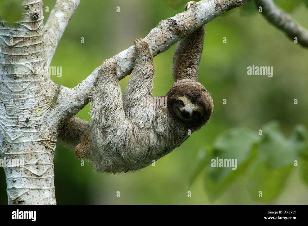 Sloth de tres dedos, Bradypus variegatus, en el Parque Metropolitano de 265 hectáreas de selva tropical, Ciudad de Panamá, República de Panamá, Centroamérica. Foto de stock