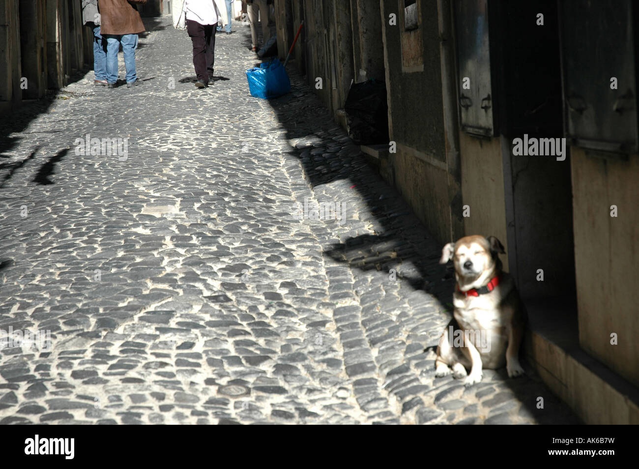 Casco Antiguo Altstadt Tier Haustier Hund perro animales mascotas Foto de stock
