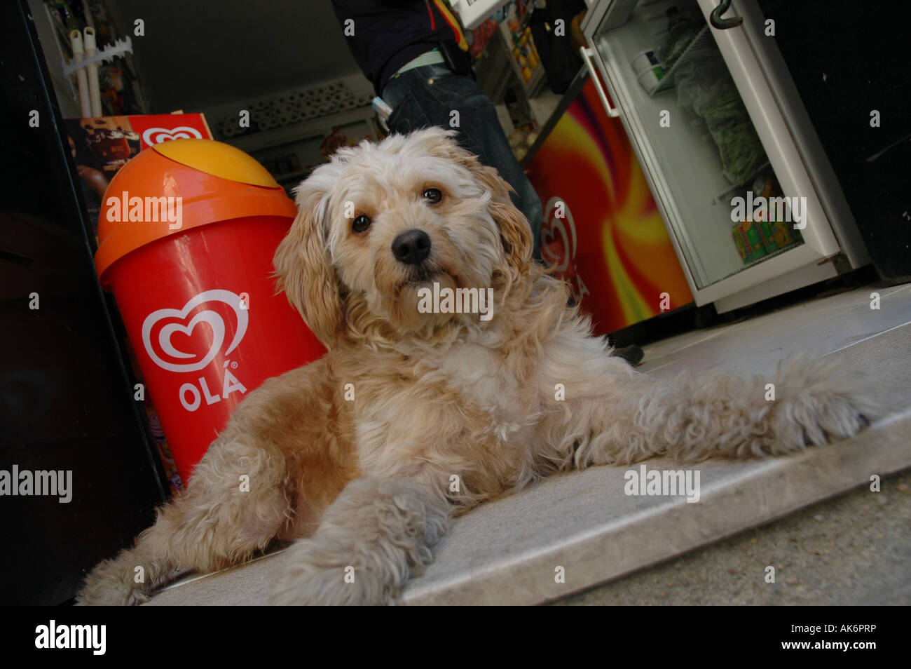 Ciudad urbana Stadt Alfama mascotas animales Haustier Hund Eingang entrada Tier perro Foto de stock