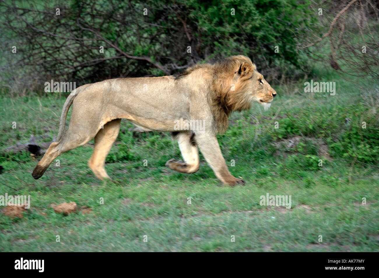 León africano Foto de stock