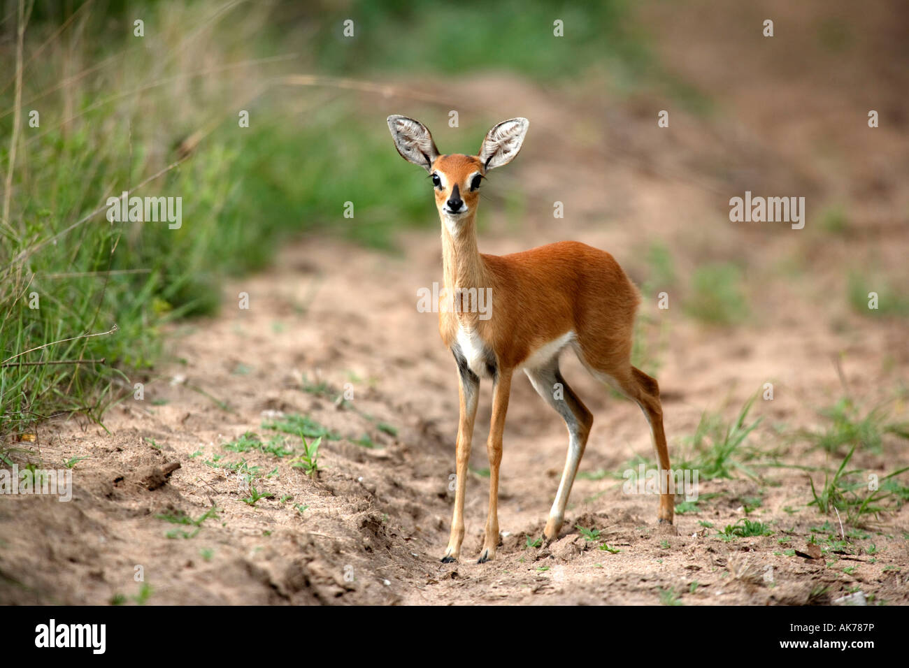 Steenboks Foto de stock