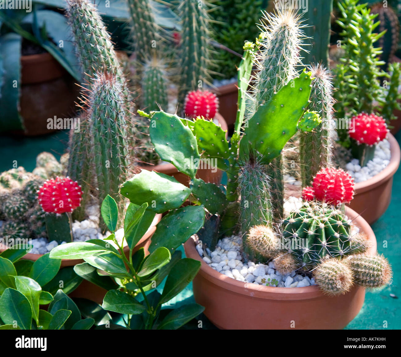 Colorido arreglo de Cactus plantas en macetas para la decoración del hogar  Fotografía de stock - Alamy