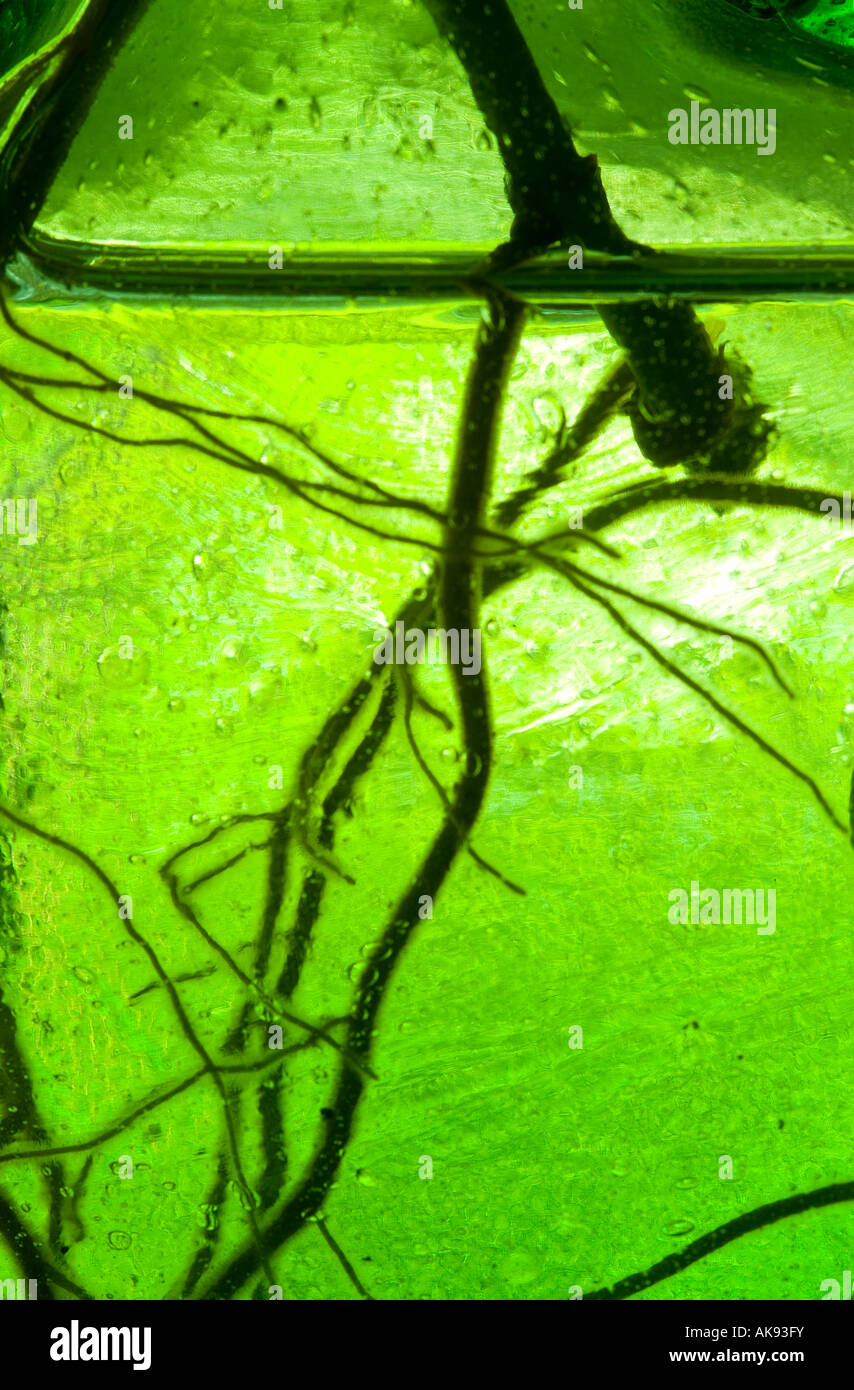 Las raíces de la planta arraigue en jarrón de cristal de Agua verde Foto de stock