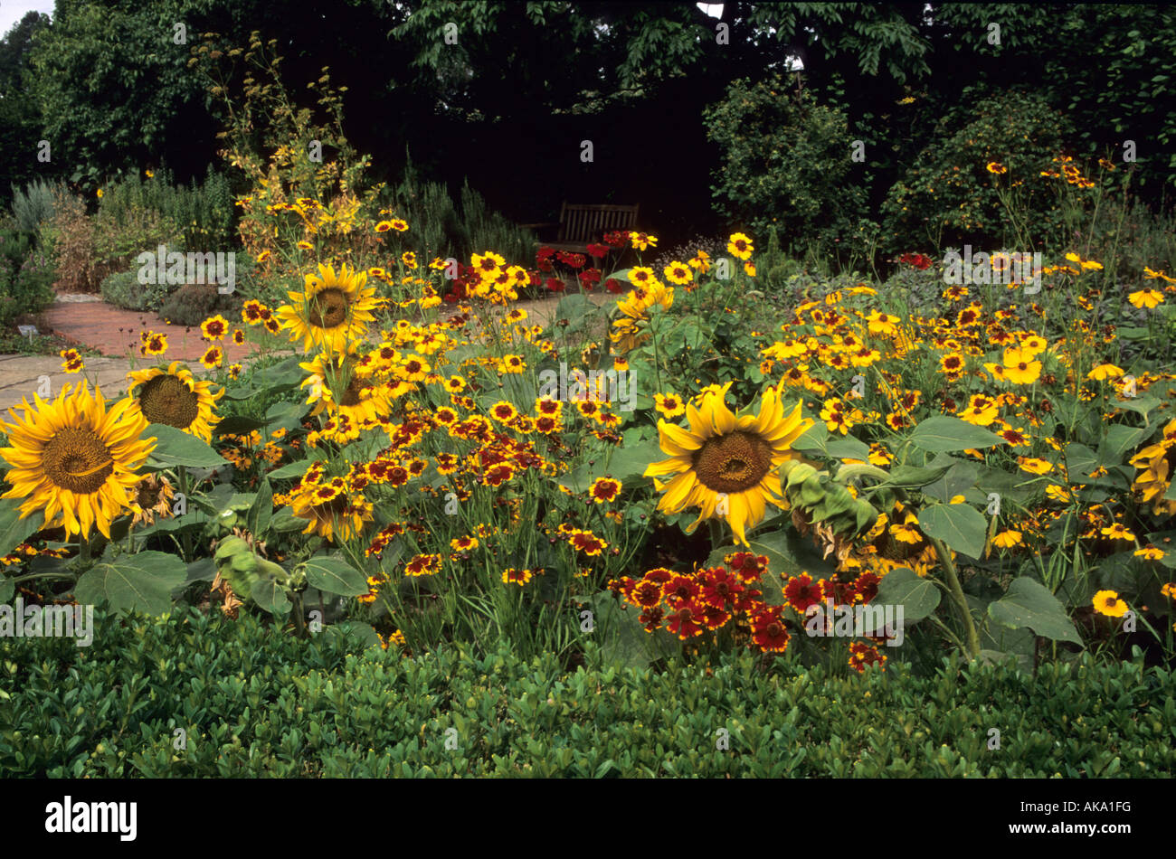 RHS Wisley Surrey jardín de hierbas enano Girasol Helianthus Sunspot  Coreopsis tinctoria Fotografía de stock - Alamy