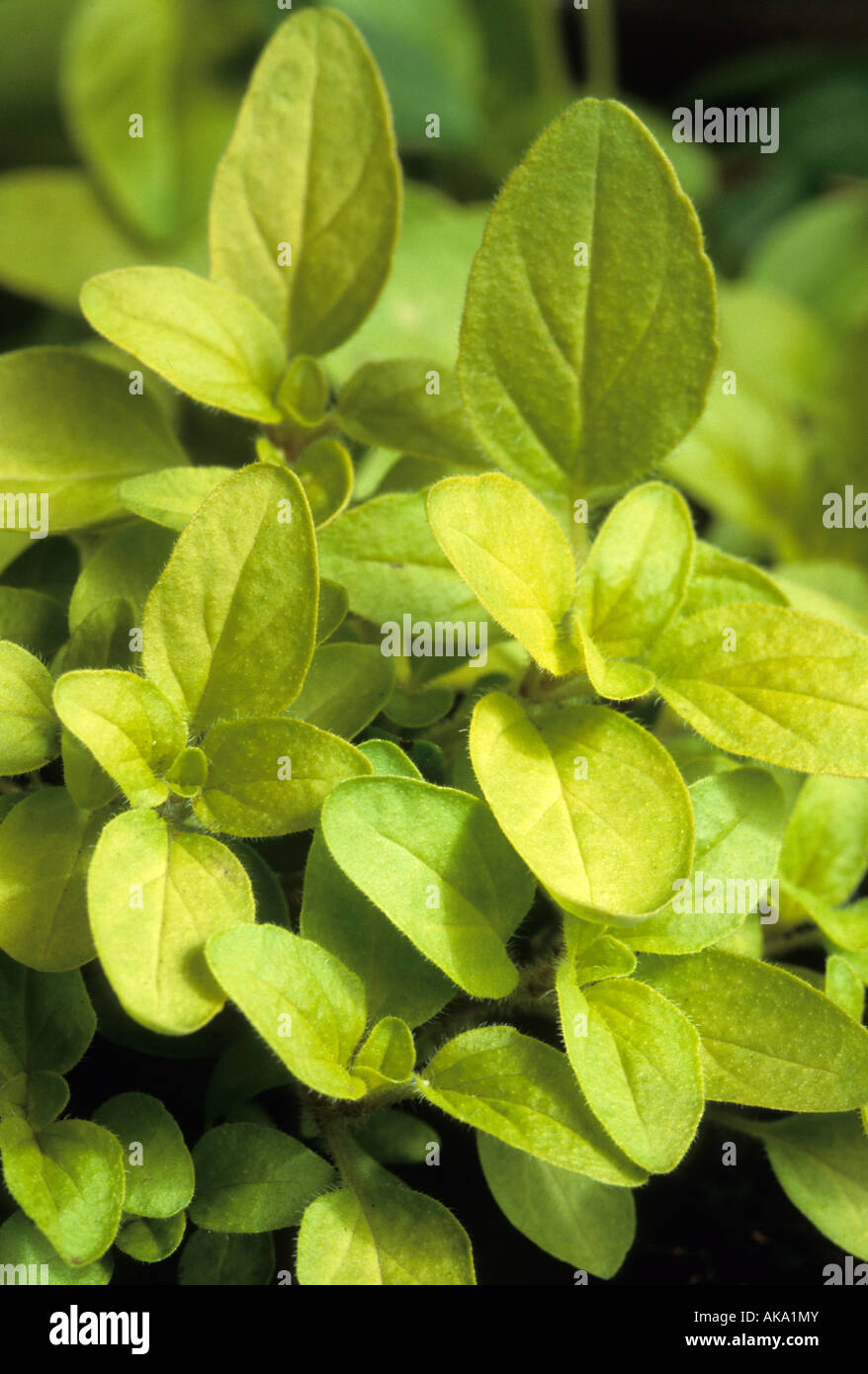 Golden Mejorana Origanum onites hierba Aurea Foto de stock