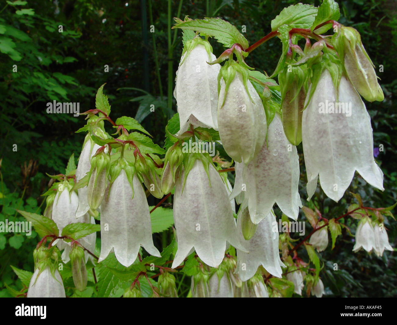 Campanula punctata flores Fotografía de stock - Alamy