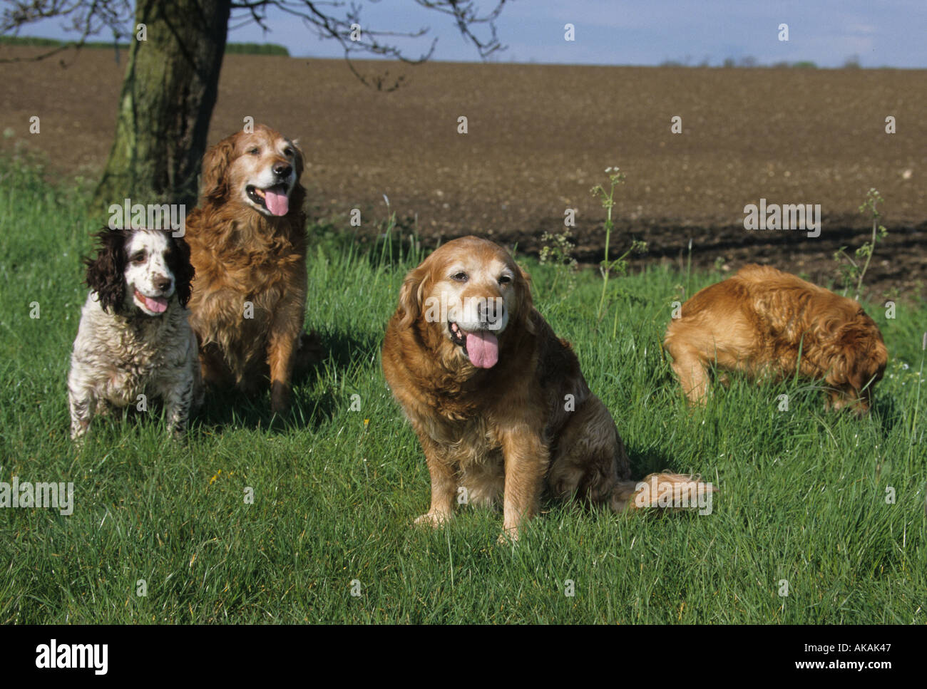 Pistola de cuatro perros sentados sobre el césped de la raza Golden Retriever y spaniel Foto de stock
