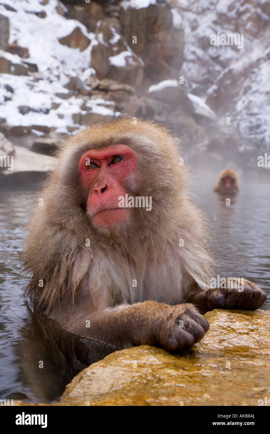 El macaco japonés (Macaca fuscata) / mono de las Nieves, Parque Nacional Joshin-etsu, Honshu, Japón Foto de stock