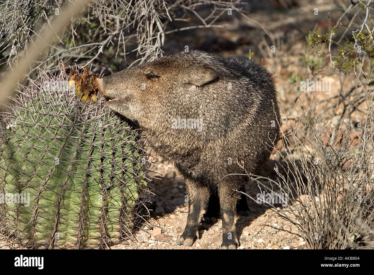 Javelina eating fotografías e imágenes de alta resolución Alamy