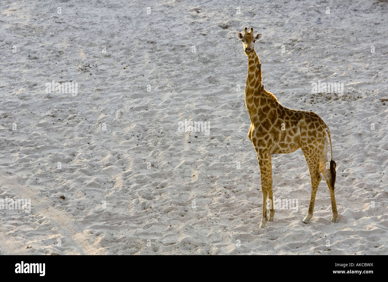 Jirafas, giraffa camelopardalis, paseos por el río Boteti seco en el Makgadikgadi Game Reserve en Botswana Foto de stock