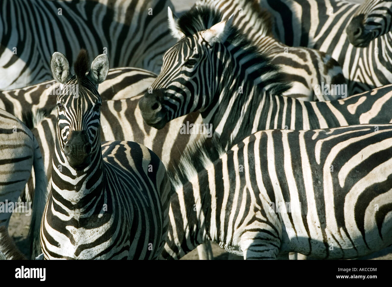 Manada de cebra en el río Boteti seco en la Reserva de Caza de Makgadikgadi y Nxai en el Makgadikgadi Pans en Botswana, Parque Nacional Foto de stock